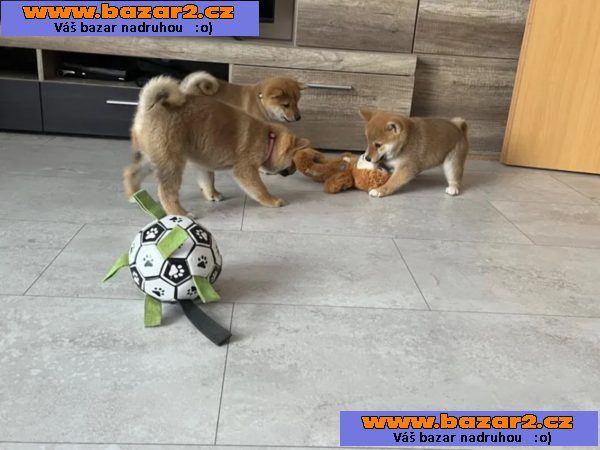 Shiba inu štěňata s PP