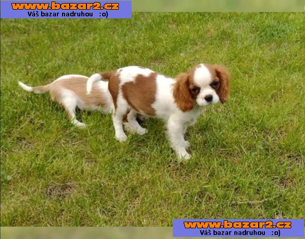 Čistokrevná štěňata Cavalier King Charles Spaniel