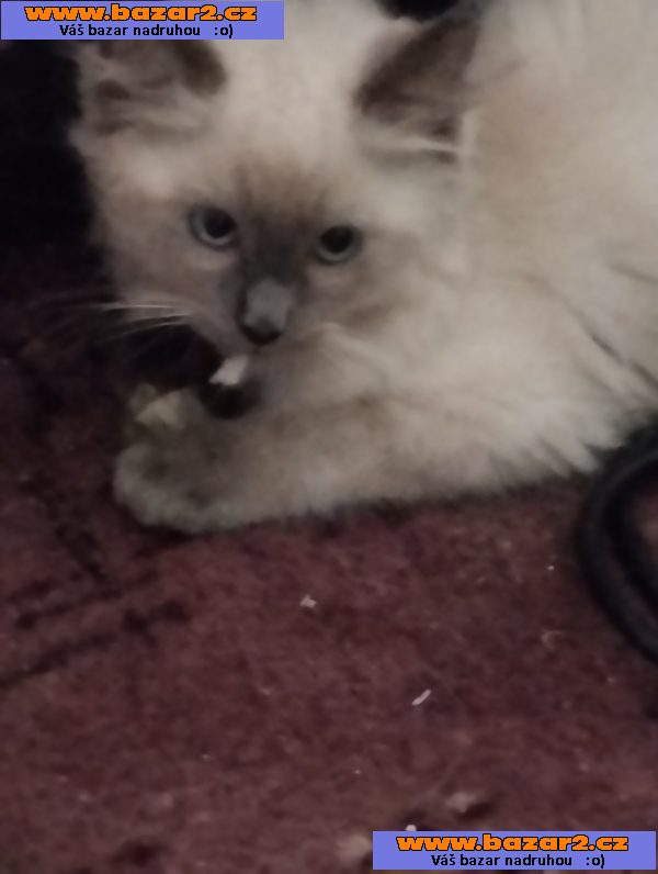 Prodám poslední 2kocourky plemene Ragdoll 