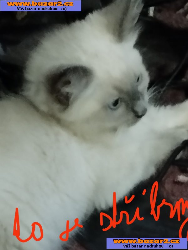 Prodám poslední 2kocourky plemene Ragdoll 