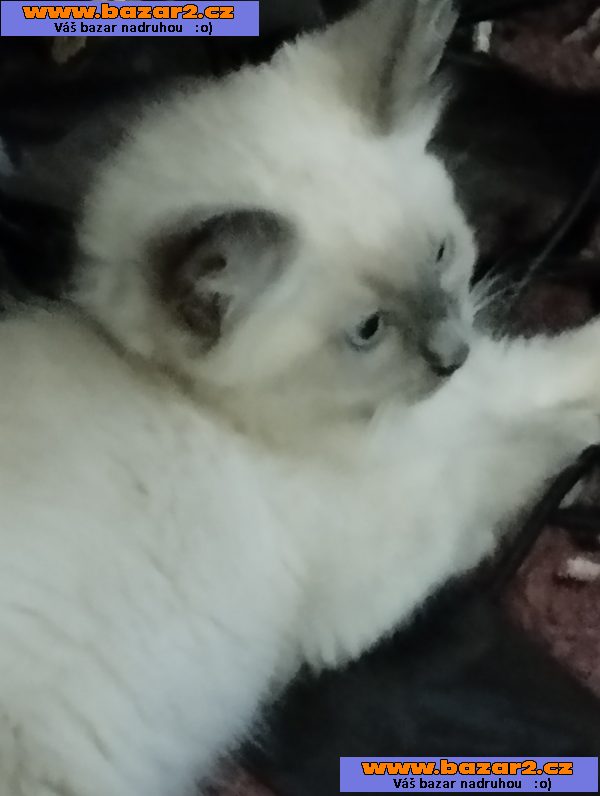 Prodám poslední 2kocourky plemene Ragdoll 