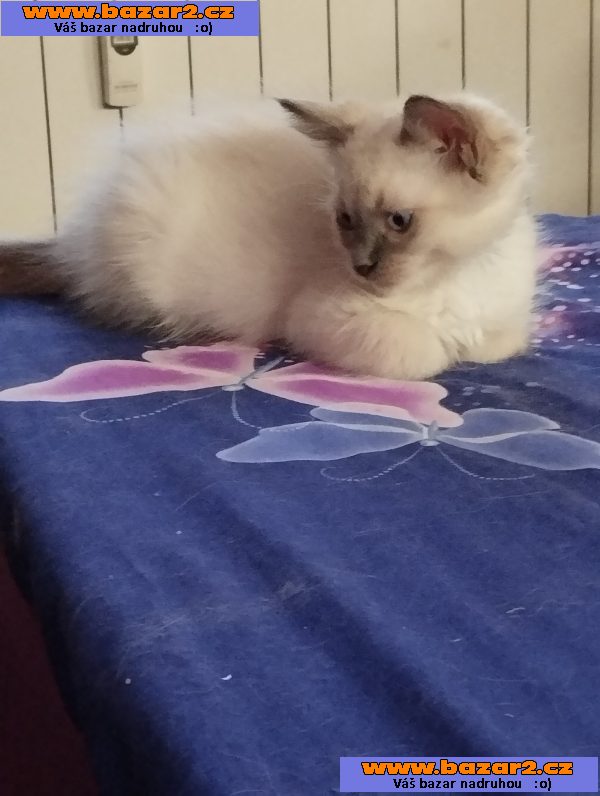 Prodám poslední 2kocourky plemene Ragdoll 