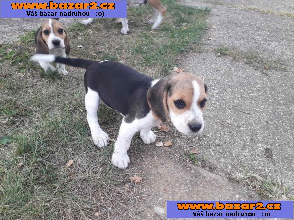 Beagle štěňata na prodej