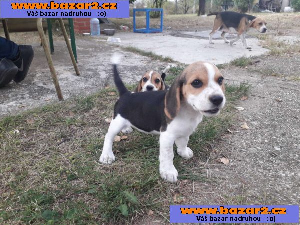 Beagle štěňata na prodej