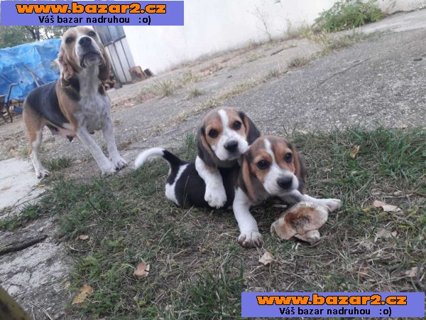 Beagle štěňata na prodej