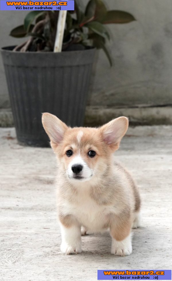 Pembroke Welsh Corgi TOP štěňata