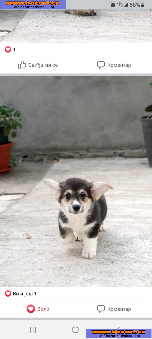 Pembroke Welsh Corgi TOP štěňata