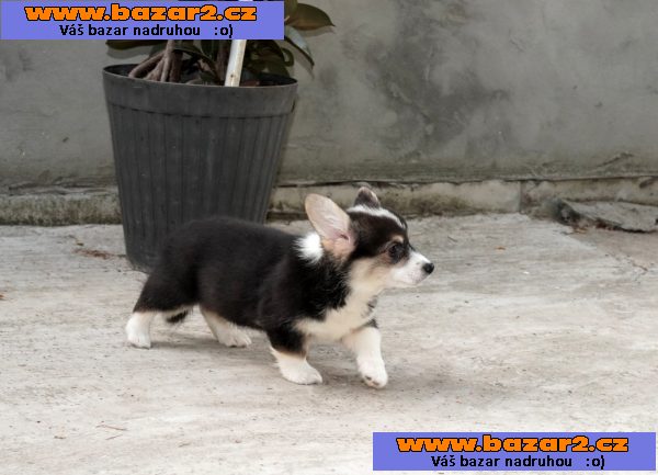 Pembroke Welsh Corgi TOP štěňata