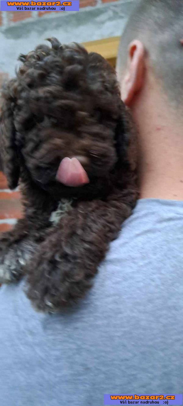 Lagotto Romagnolo štěňata