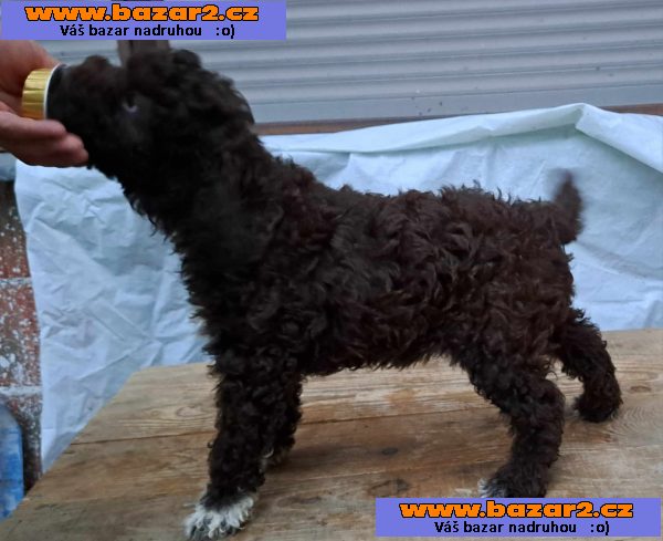Lagotto Romagnolo štěňata