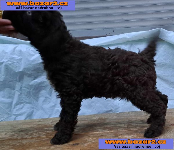 Lagotto Romagnolo štěňata