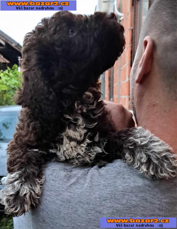 Lagotto Romagnolo štěňata
