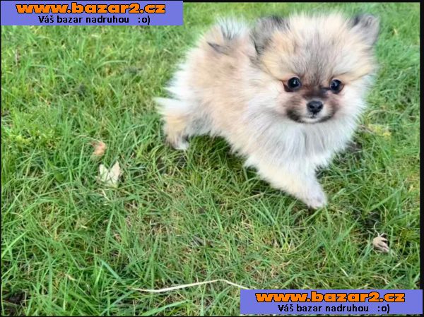 Pomeranian štěňata Na Prodej