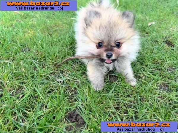 Pomeranian štěňata Na Prodej