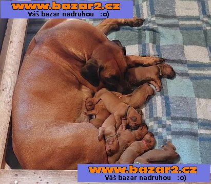 Prodám štěňata Rhodéský ridgeback s PP