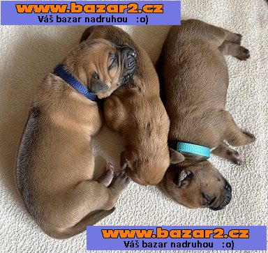 Prodám štěňata Rhodéský ridgeback s PP