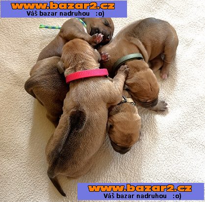 Prodám štěňata Rhodéský ridgeback s PP