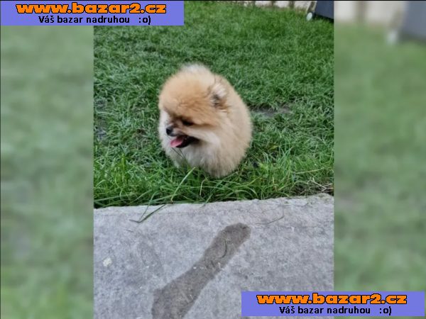 Pomeranian~ trpasličí špic~!