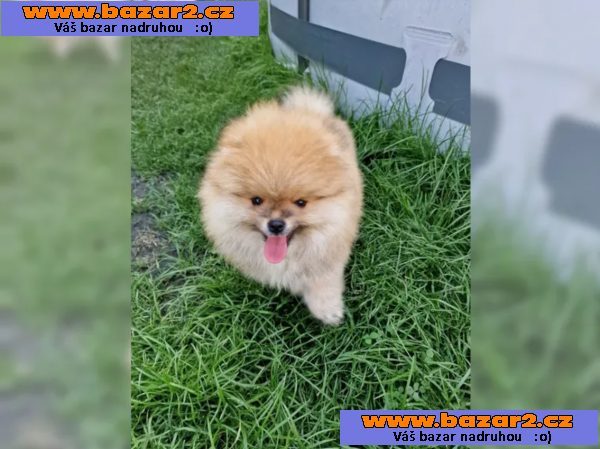 Pomeranian~ trpasličí špic~!