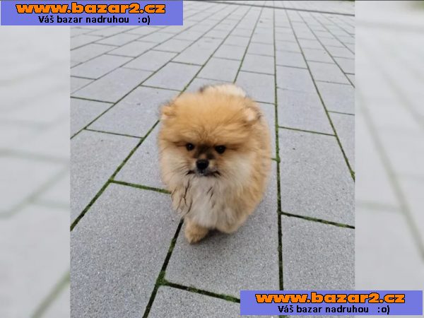 Pomeranian~ trpasličí špic~!