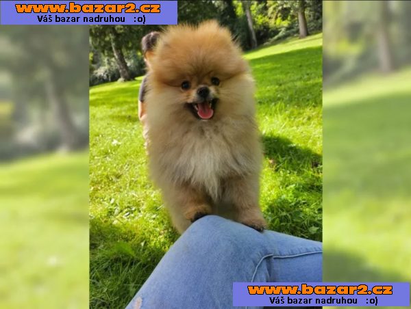 Prodám štěňátka Německý špic trpasličí (Pomeranian)