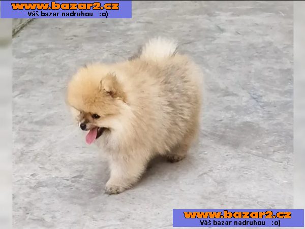 Prodám štěňátka Německý špic trpasličí (Pomeranian)