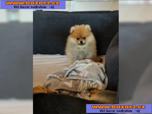 Německý špic trpasličí, Pomeranian