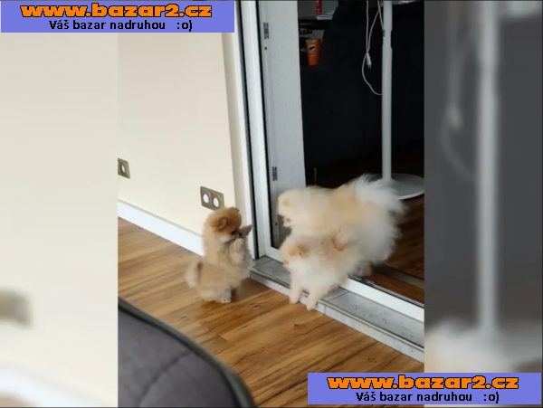 Německý špic trpasličí, Pomeranian