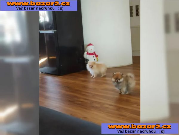 Německý špic trpasličí, Pomeranian