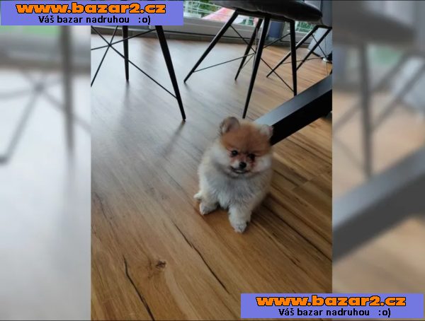 Německý špic trpasličí, Pomeranian