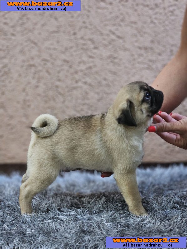 Mopsík štěňata