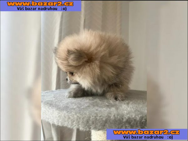 Německý špic trpasličí (Pomeranian)