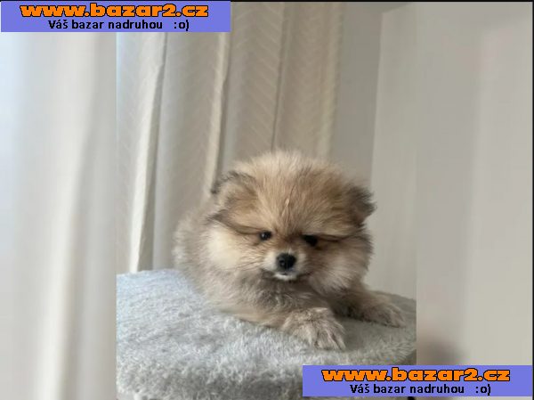 Německý špic trpasličí (Pomeranian)