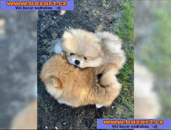 Německý špic trpasličí (Pomeranian)