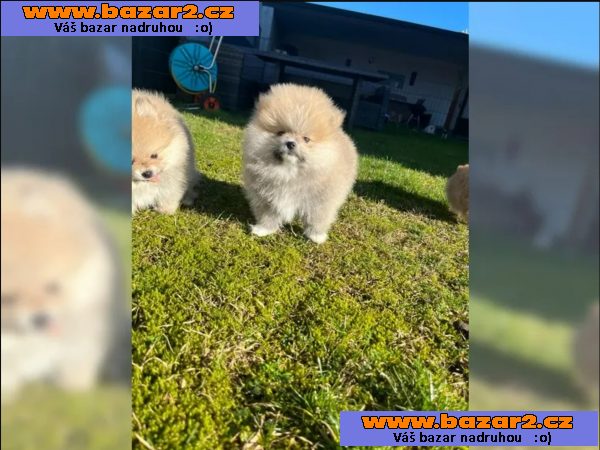 Německý špic trpasličí (Pomeranian)