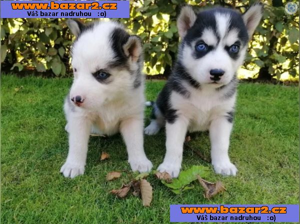 Sibiřský husky s PP