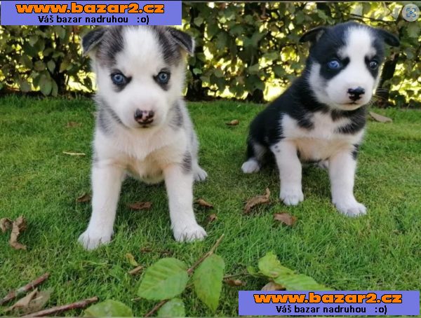 Sibiřský husky s PP