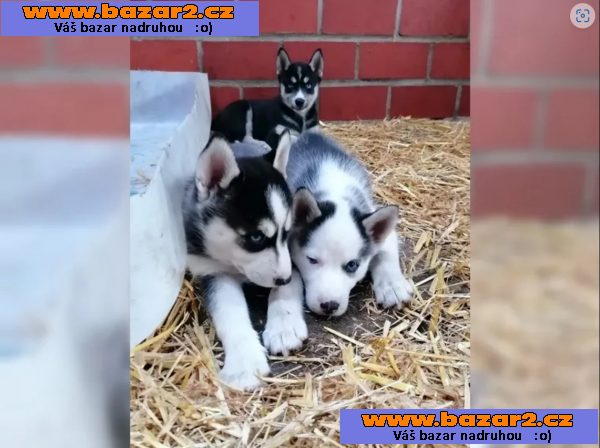 Sibiřský husky s PP