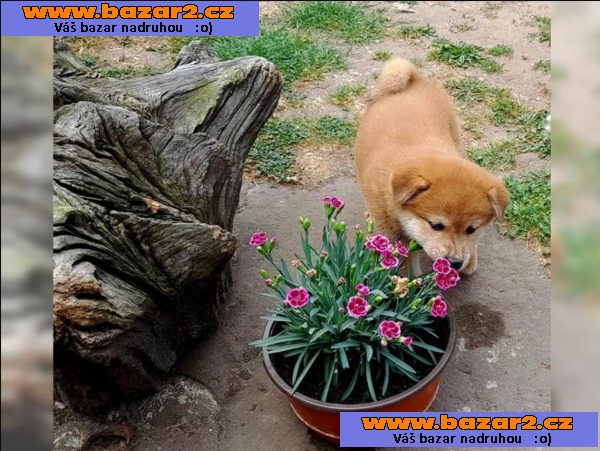 Shiba inu štěňátka s PP