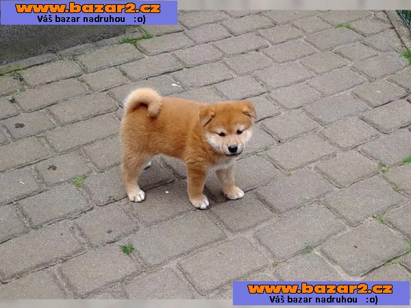 Shiba inu štěňátka s PP