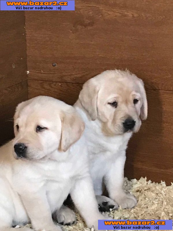 Máme dvě štěňata labradorského retrívra na návrat do domova.