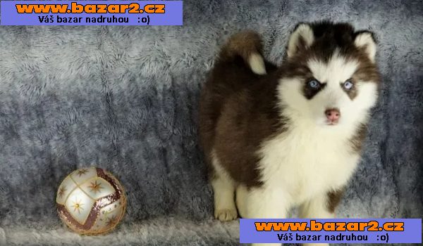 Prodám roztomilá štěňata sibiřského huskyho pejska a fenky