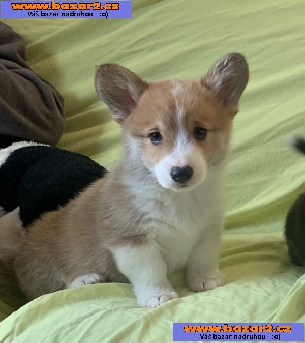 Štěňata Pembroke Welsh Corgi