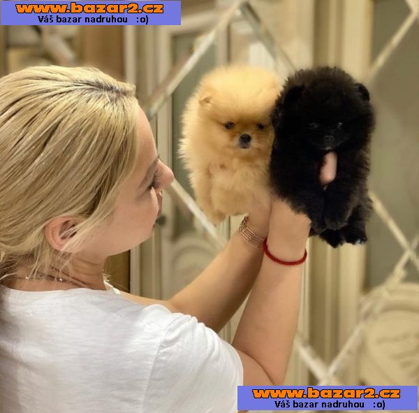 Krásná štěňata pomeranianů do dobrých domovů.
