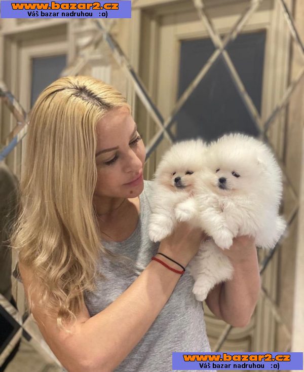 Krásná štěňata pomeranianů do dobrých domovů.