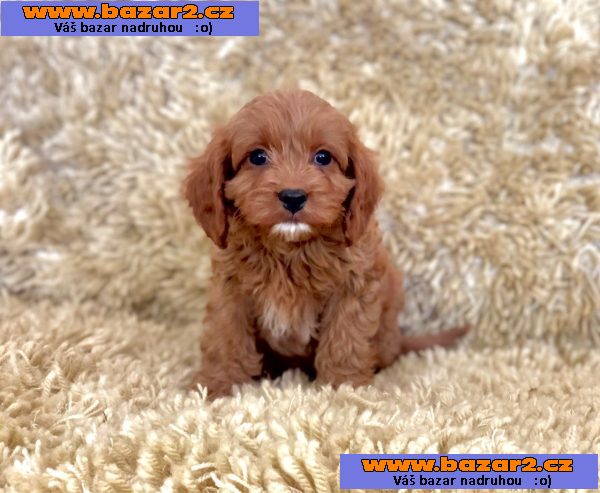 Zdravá štěňata Cavapoo.