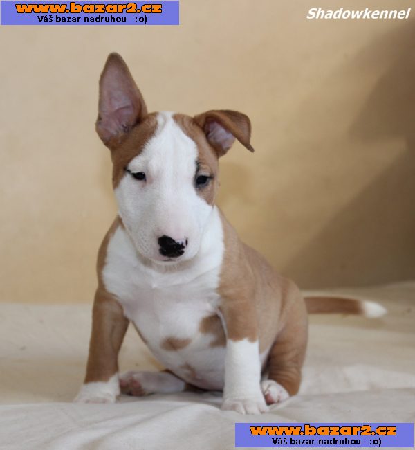 Mini bulteriér štěňata