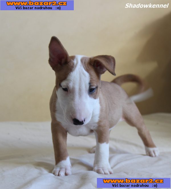Mini bulteriér štěňata