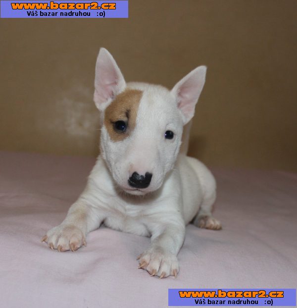 Mini bulteriér štěňata