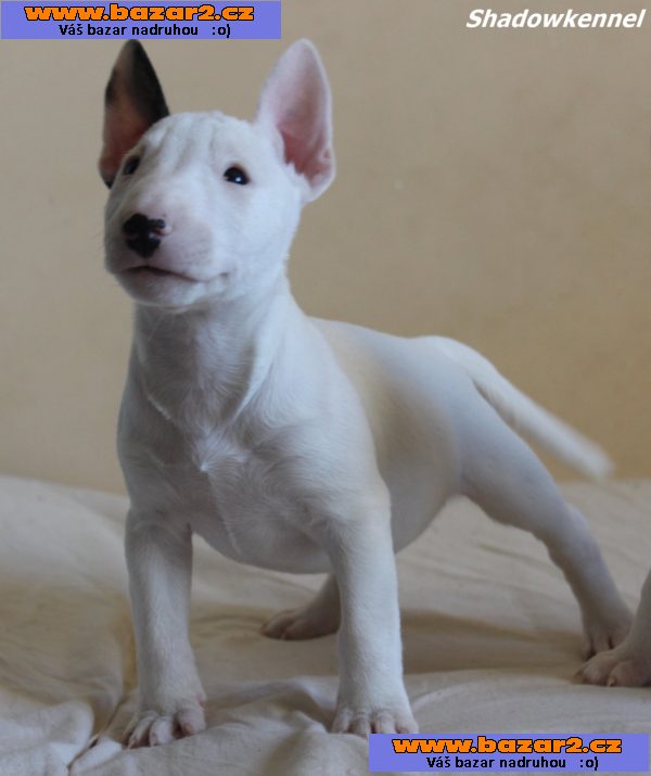 Mini bulteriér štěňata